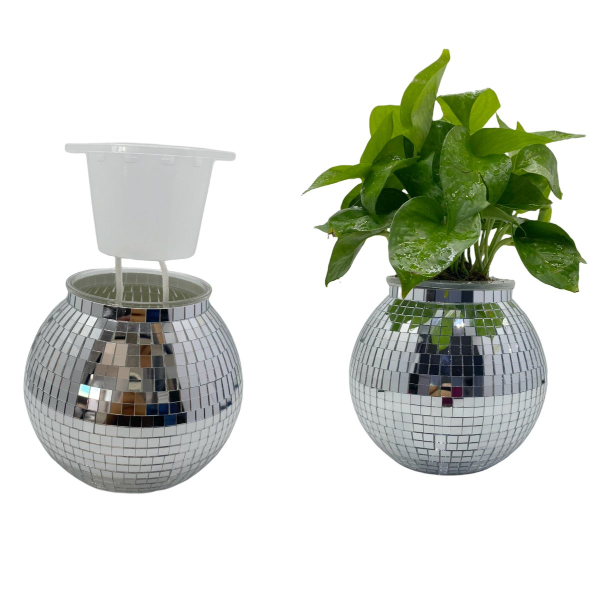 discomfg's tweet image. Bring shine to your desk with our 7-inch Plastic Disco Ball Planter! 🌱✨ Perfect for plants, organizing, or just adding a touch of glam. 🌟

Shop now: mfgdisco.com | Amazon: amazon.com/stores/MFGDISC…
#DiscoBallPlanter #MFGDISCO #HomeDecor #DesktopStyle #PlantLovers #Of