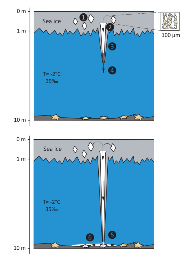 ArcticTopics's tweet photo. POLAR WORD OF THE DAY ☝️🤓

Brinicle: Also called an 'ice finger of death,' it’s a hollow tube of ice that forms underwater when salty brine from sea ice sinks. Mesmerizing and deadly! ❄️🌊

🖼️ Formation of brinicle, Nix Sunyata

#PolarVocabulary #GoodToKnow #Arctic #Polar https://t.co/h0Qt0ueduI