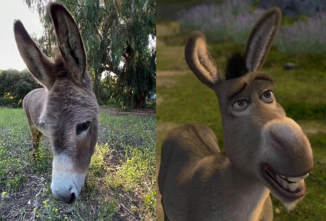 🔴 #AHORA | Murió Perry, el burro que inspiró al icónico personaje en Shrek. Tenía 30 años.