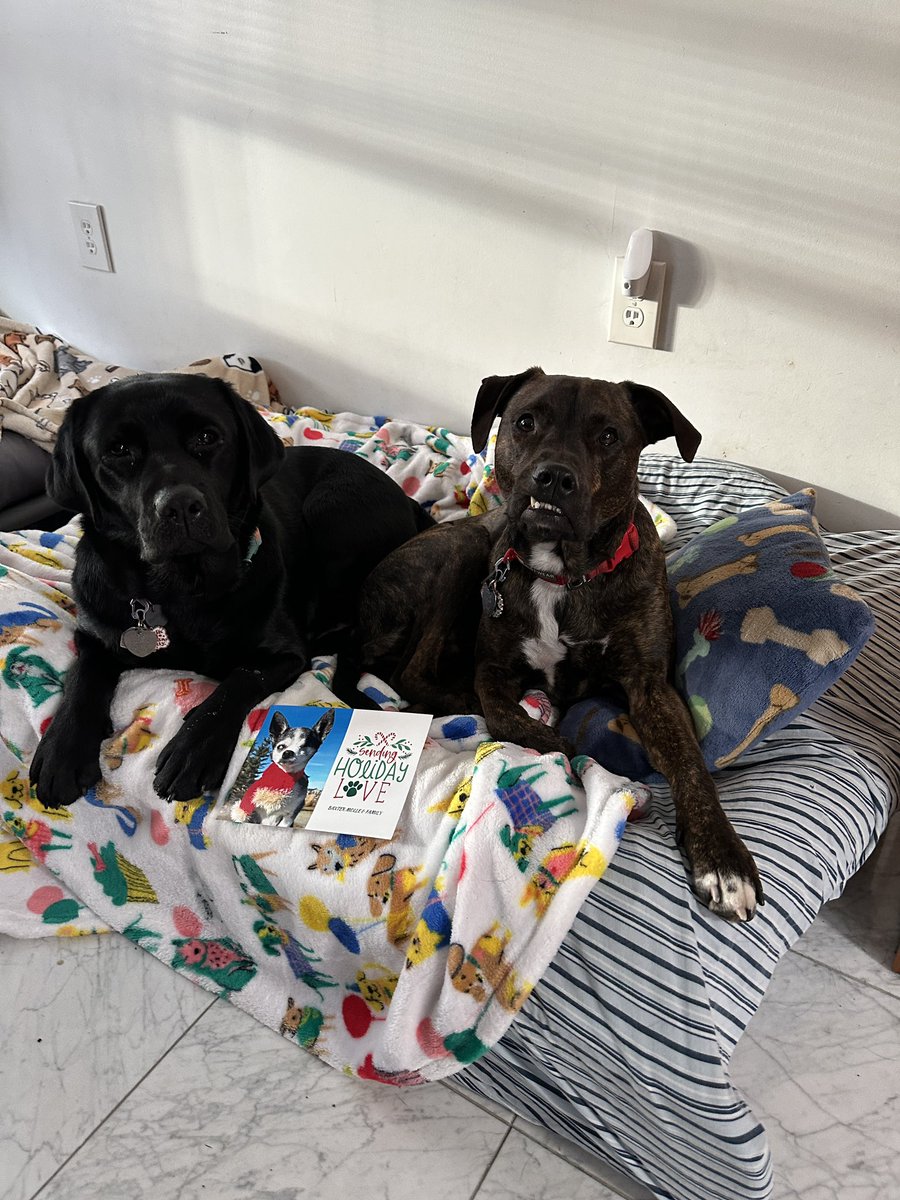 fourmeows's tweet image. We finally got our Christmas pup mail from Baxter @ChihuahuaBaxter !!! Thank you!! We hope you get ours soon! 🎄❤️💚 #rileyandwillow #pupmail #thankyou #dogsoftwitter