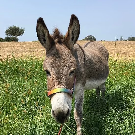 CultureCrave's tweet photo. Perry, the donkey who served as the Donkey model for 'Shrek', has passed away at the age of 30 https://t.co/BNZd9pzV9E
