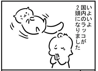ブログ更新!「ラッコが2頭になった」https://t.co/OVmw4V227H 