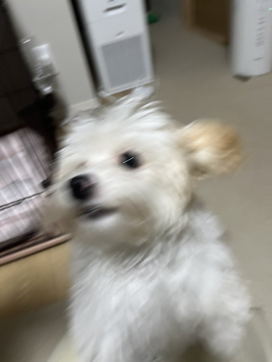 francfranc_inu's tweet photo. もふん
#ハバプー #havapoo https://t.co/tMoZQUMJ6J