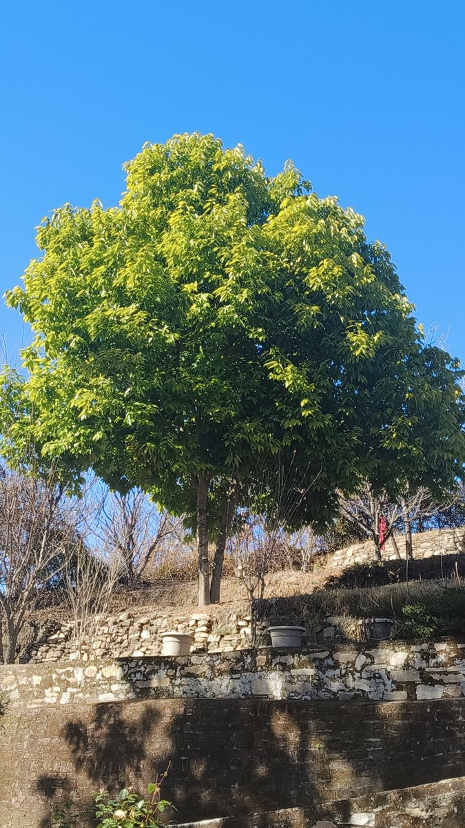 Bhaskarghoshal's tweet image. To learn is to grow; to unlearn is to evolve. True wisdom lies in knowing when to let go of the old to make space for the new.
#Learntounlearn
#HR #sundayvibes #Streetphotography #BGLYF