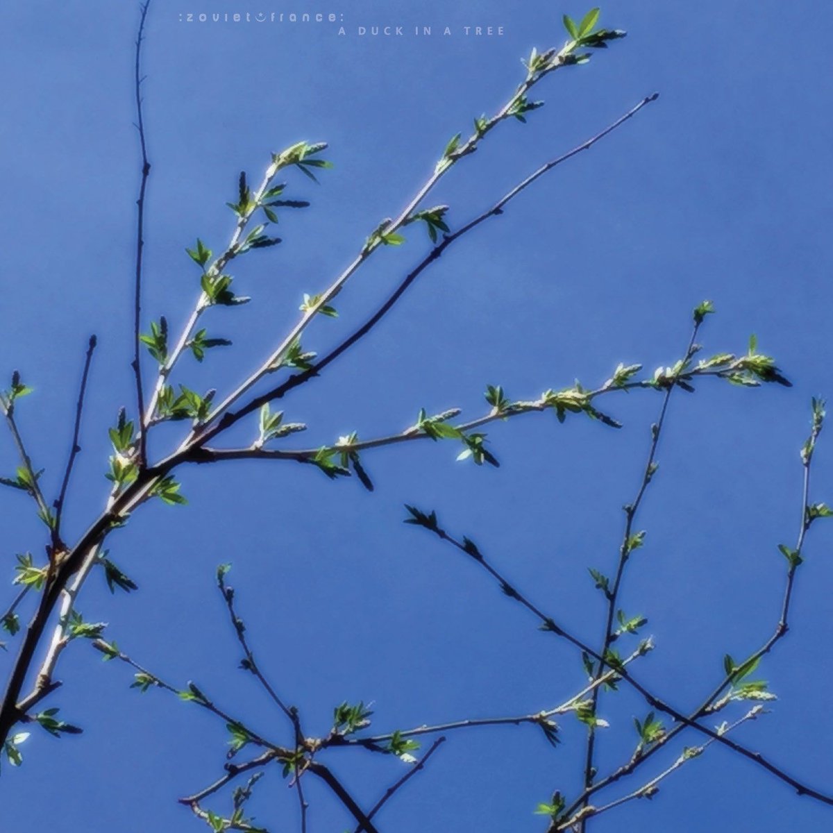 :zoviet*france: (@zoviet_france) on Twitter photo Starting in five minutes on <a href="/cjmpfm/">CJMP 90.1FM</a> 90.1 FM in Powell River, BC and online: the latest edition of A Duck in a Tree, the :zoviet*france: radio show
cjmp.ca/listen-live Starting in five minutes on <a href="/cjmpfm/">CJMP 90.1FM</a> 90.1 FM in Powell River, BC and online: the latest edition of A Duck in a Tree, the :zoviet*france: radio show
cjmp.ca/listen-live