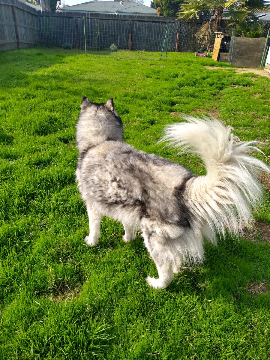 squirrel_bd's tweet image. Hey West Fresno
We found a beautiful husky on NYE in a neighborhood near Ashlan and West.  The pup has a very distinctive face and other features so please be able to describe them to claim. There's more info on Nextdoor. 
Please pass this along if you can or DM if you have info.