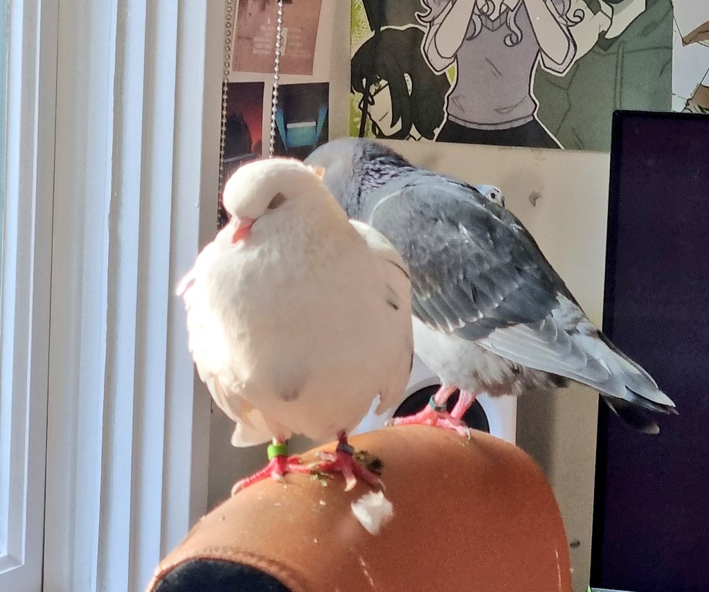 Teapot the rooster 🐓🫖 tweet media