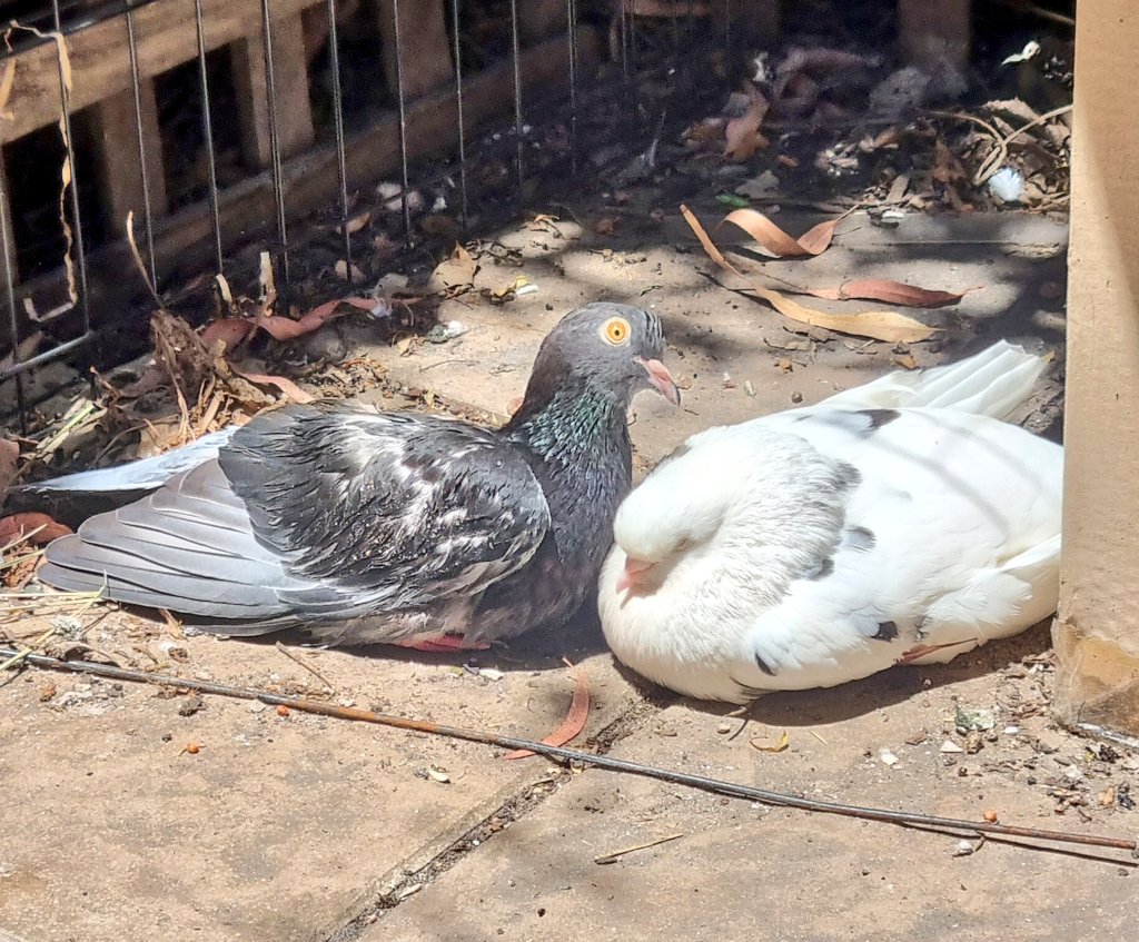 Teapot the rooster 🐓🫖 tweet media