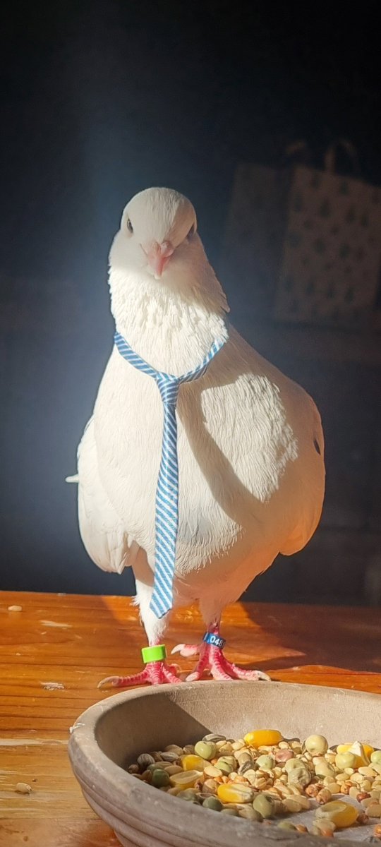 Teapot the rooster 🐓🫖 tweet media