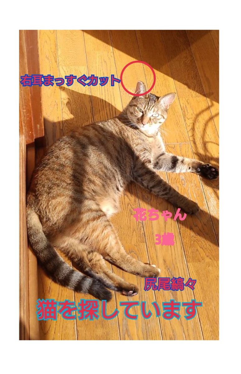 猫を探しています。花ちゃん3歳。明るい茶色の毛並み。横浜市金沢区富岡東の自宅から外に出てしまい行方不明のままです。皆さま拡散のご協力本当にありがとうございます。ずっと探しています。
#猫を探しています 
#拡散希望 
#リポストお願いします 
#横浜市金沢区 
#麦わら猫 
#迷子猫