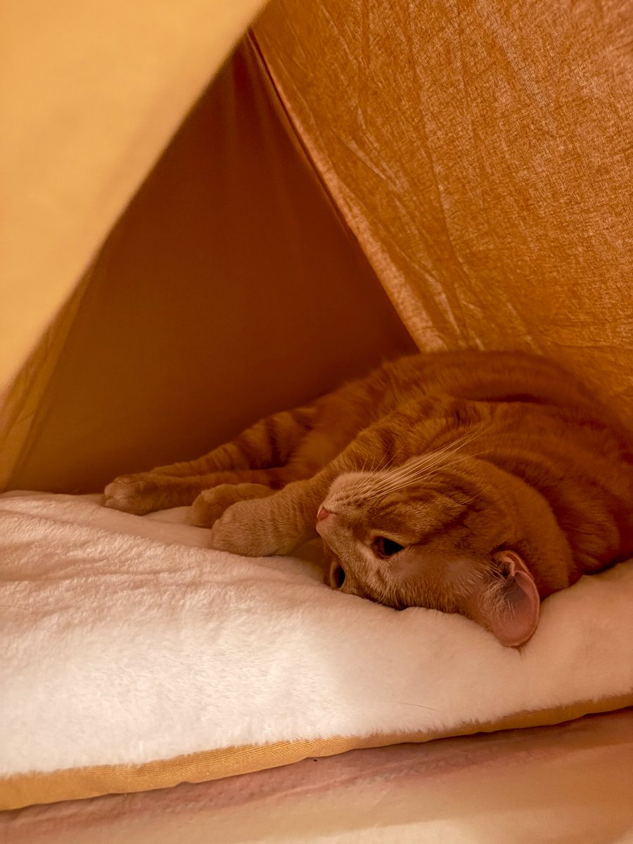 shortlittlekidd's tweet photo. Meanwhile back the ranch. ⛺️🐱#winterstormkc #Caturday https://t.co/8jzw03264b