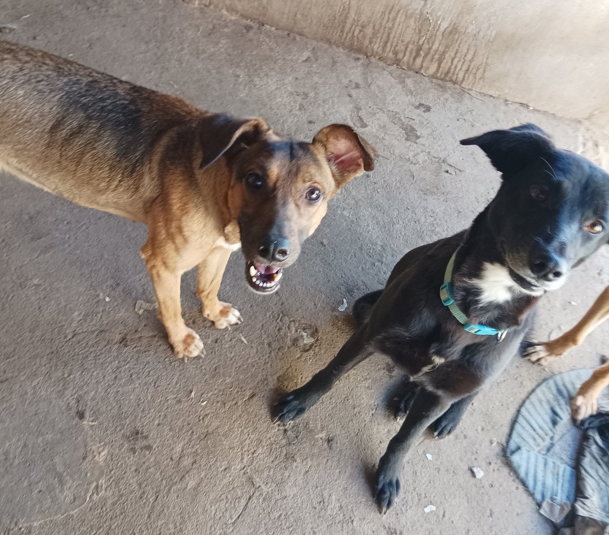 Ru_lif's tweet photo. Ejul, Julieta, Caliope, Uri Uri y Arturo son parte de la manada, 30 en total que consumen 12 sacos de 25 kilos al mes , necesitamos padrinos para que sus pancitas no pasen hambre , te sumas? Todo aporte suma y se agradece , rt también sirve 🐾🐾💕💕 , no nos dejen solos 🙏 https://t.co/U3OoNSfxIY