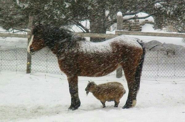 horseimage's tweet image. horse with a goat standing under it providing shelter for little friend protection from cold and snow