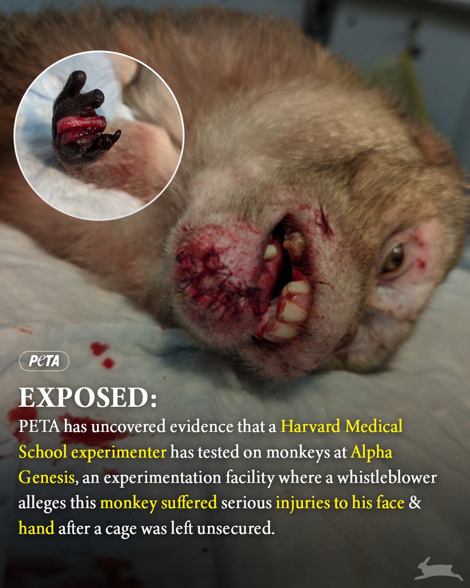 PETA (@peta) on Twitter photo We’re not sure what’s worse: <a href="/Harvard/">Harvard University</a> doing business with @alphagenesisinc, or school officials turning a blind eye to monkeys who have died from dehydration, suffocation, & hypothermia at this deplorable facility 😔 We’re not sure what’s worse: <a href="/Harvard/">Harvard University</a> doing business with @alphagenesisinc, or school officials turning a blind eye to monkeys who have died from dehydration, suffocation, & hypothermia at this deplorable facility 😔