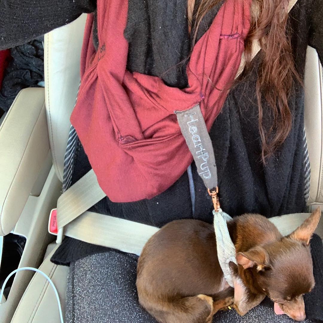 HeartPup's tweet photo. FREE Teacup pup HARNESSES to the first dozen subscribers who reply! 🥳 - https://t.co/x9AZE6kVBK https://t.co/ovwC36lGib