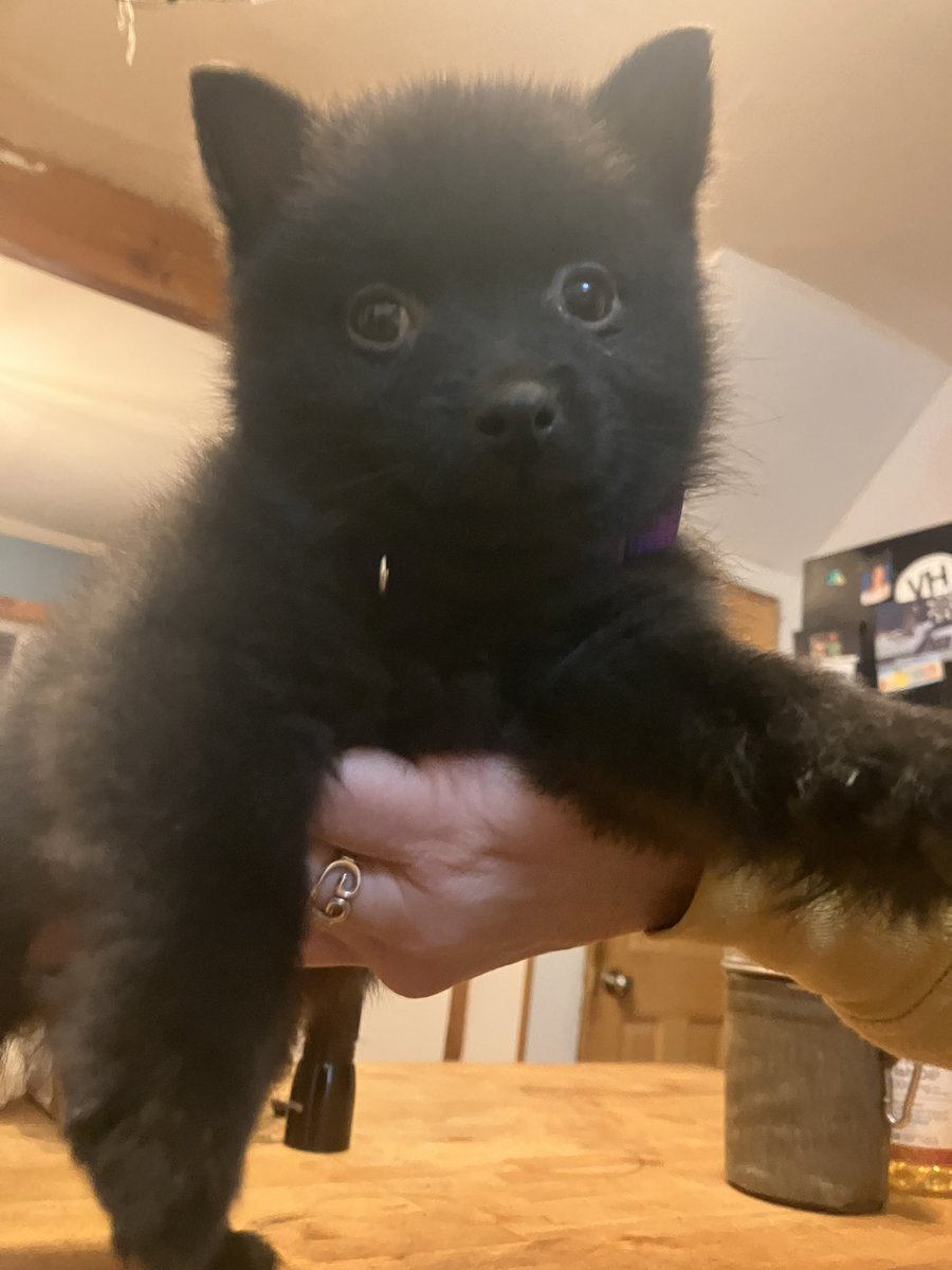 VermonTom's tweet photo. Skipper ! She is a schipperke born 10/18/24 and is now in her new home with new humans https://t.co/3O0YJHe2s9
