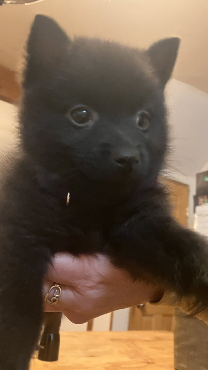 VermonTom's tweet photo. Skipper ! She is a schipperke born 10/18/24 and is now in her new home with new humans https://t.co/3O0YJHe2s9