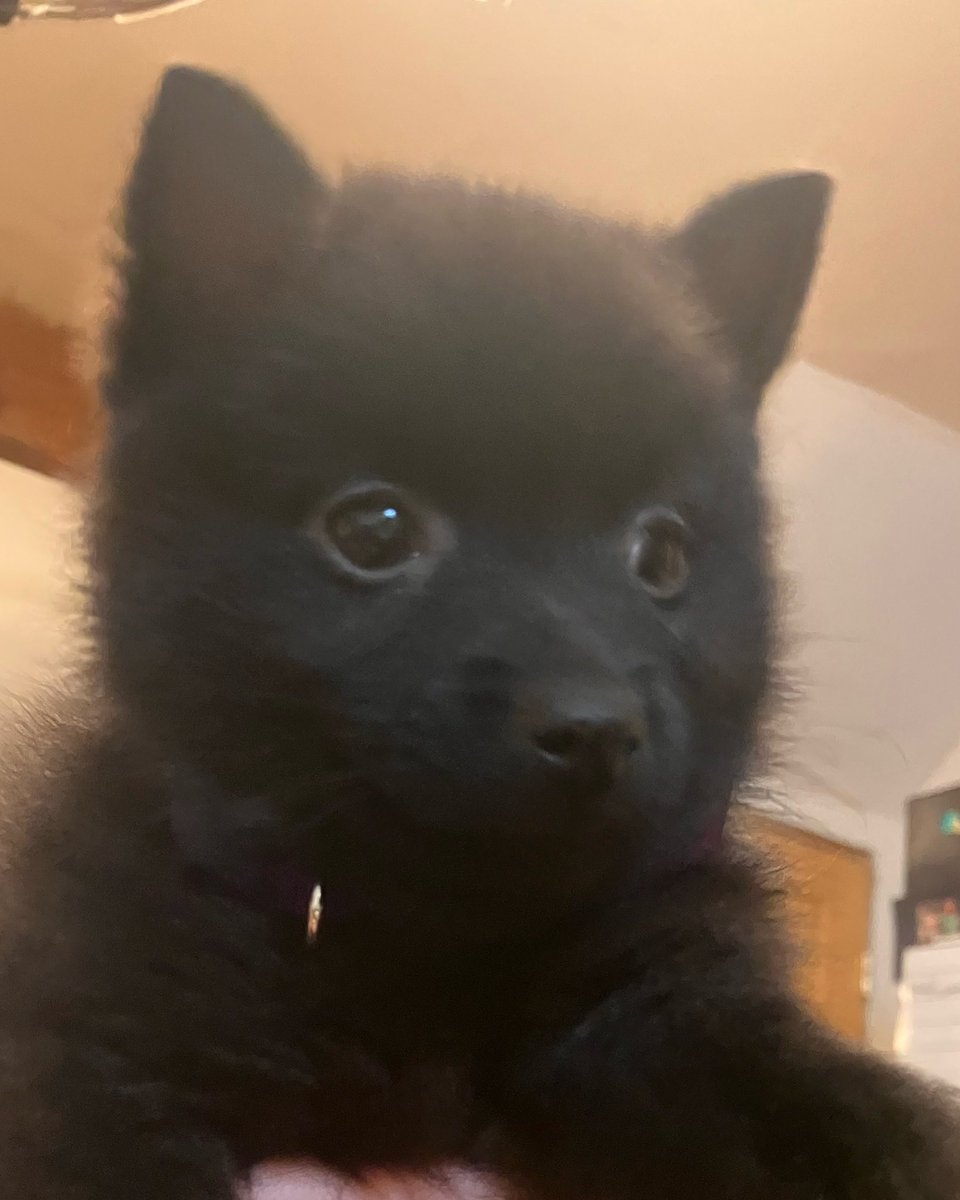 VermonTom's tweet photo. Skipper ! She is a schipperke born 10/18/24 and is now in her new home with new humans https://t.co/3O0YJHe2s9