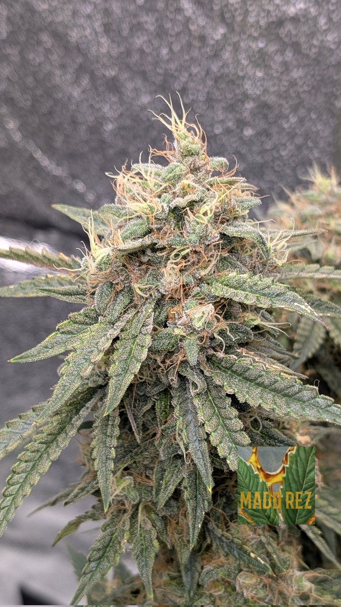 Freakshow x Lemon Kush 🧟‍♂️🍋 
Almost thru Week 9, and beastly 💪 
Bred by <a href="/irvineseedco/">Irvine Seed Company</a> &amp; <a href="/breeder_j/">Breeder J</a>