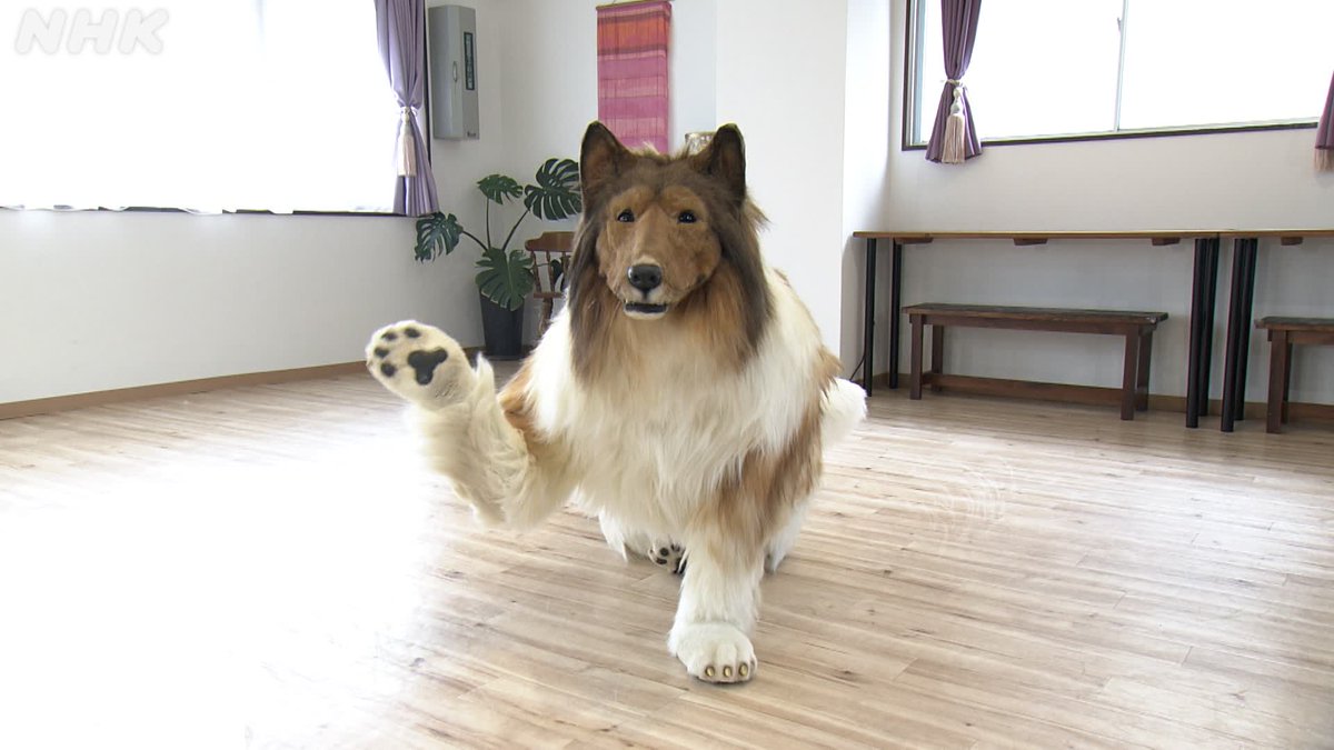 TOCO トコ 🐶 $TOCO tweet media