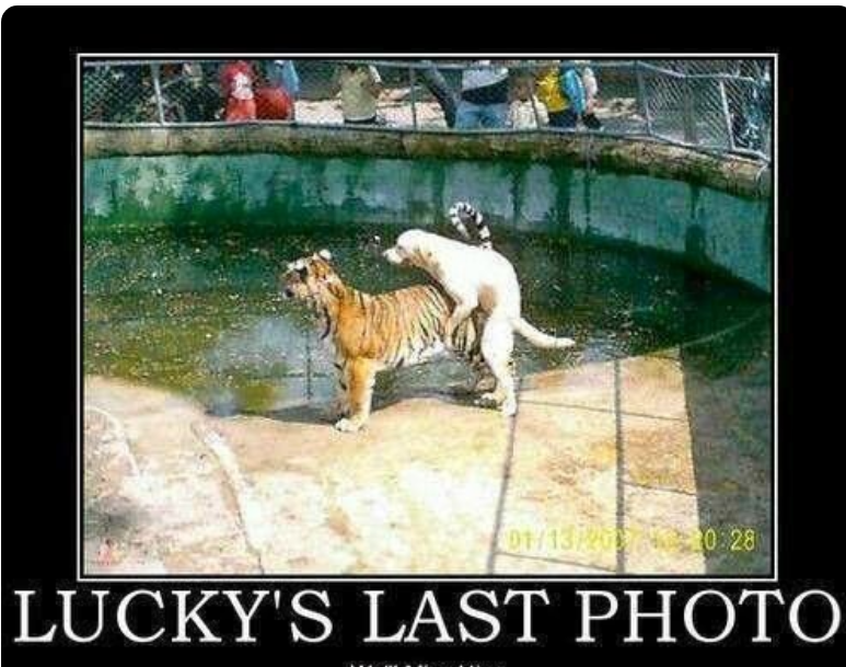 mr_internet's tweet photo. #WildlifeMistakes https://t.co/BbZntaCMov