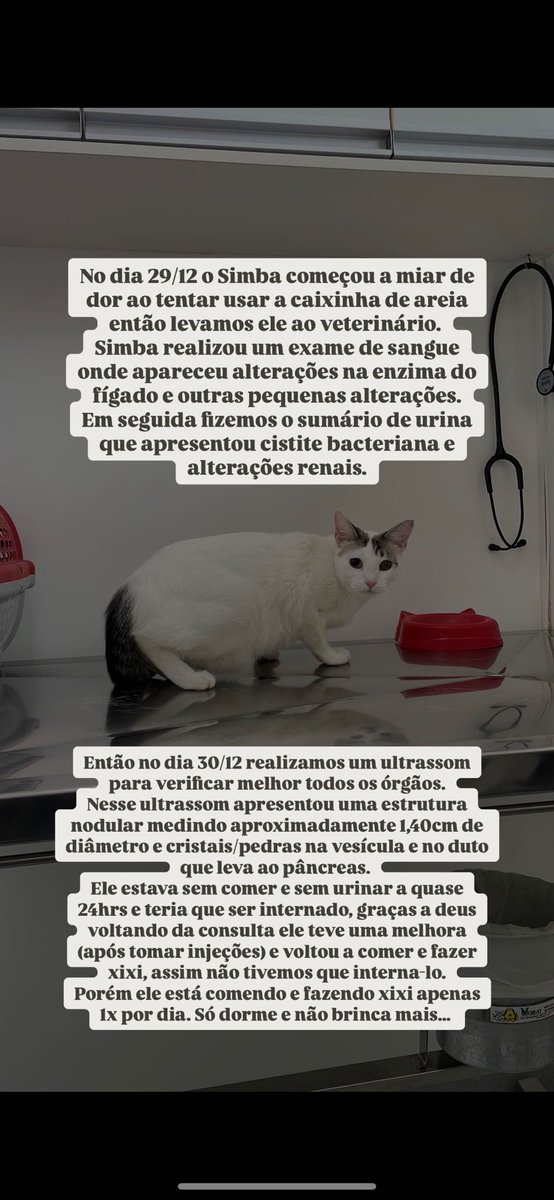 gabifolvr's tweet photo. Boa noite! 
Quem tiver um tempinho para ler e puder compartilhar!!! 
Pix celular: 47996068892
Vakinha: https://t.co/88j3tqfZyZ https://t.co/B1Q0Hmj5BJ