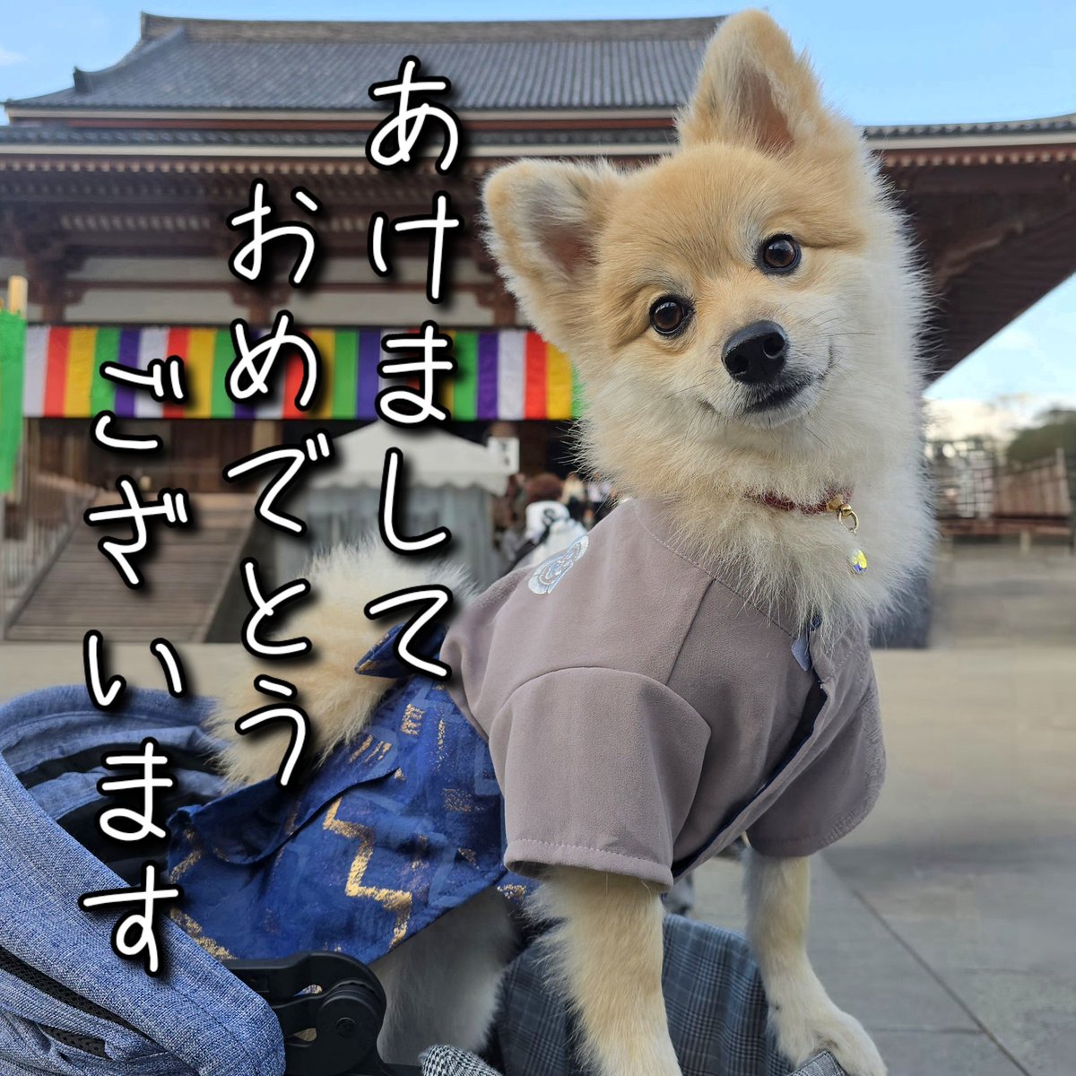 cocomaru_0711's tweet photo. .

あけましておめでとうございます🎍

ここまるさんと
西新井大師にて初詣🏹★+ﾟ

#ポメラニアン #西新井大師 #初詣
#pomeranian #dogoftheday #袴
#犬のいる生活 #犬のいる幸せ https://t.co/iKZWxLVFPn