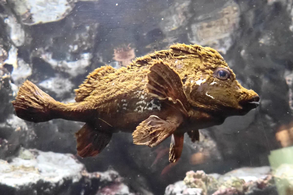 葛西臨海水族園［公式］ on X: 