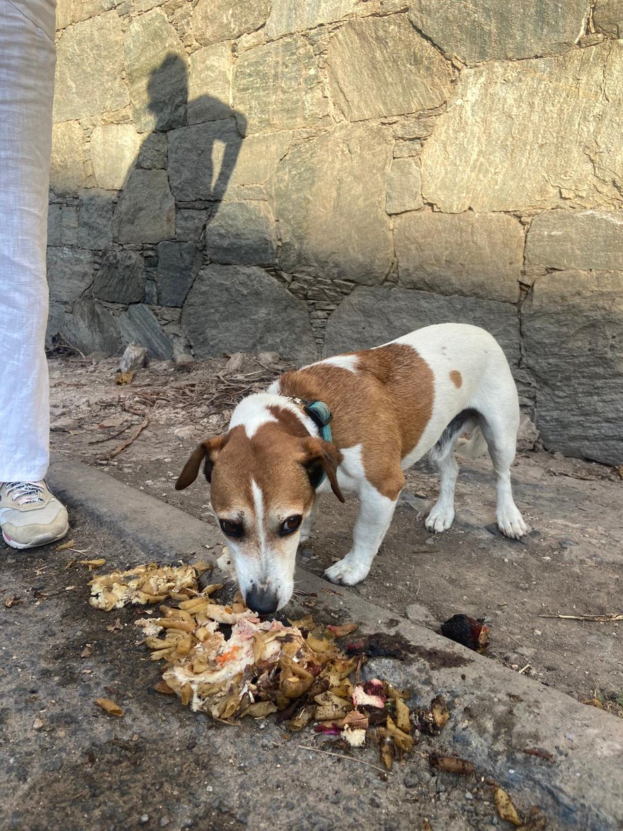 PerroUsuario's tweet photo. Puede estar EXTRAVIADO, Caracas Bello Monte RP @ValenmValen: Perro macho encontrado en colinas de Bello Monte, favor difundir 04122287700 https://t.co/SyQMEsmkxN