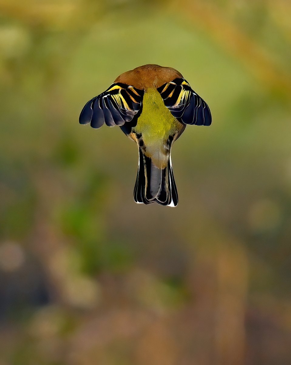 Who knows the name of this bird making a quick getaway? 🤔🐦