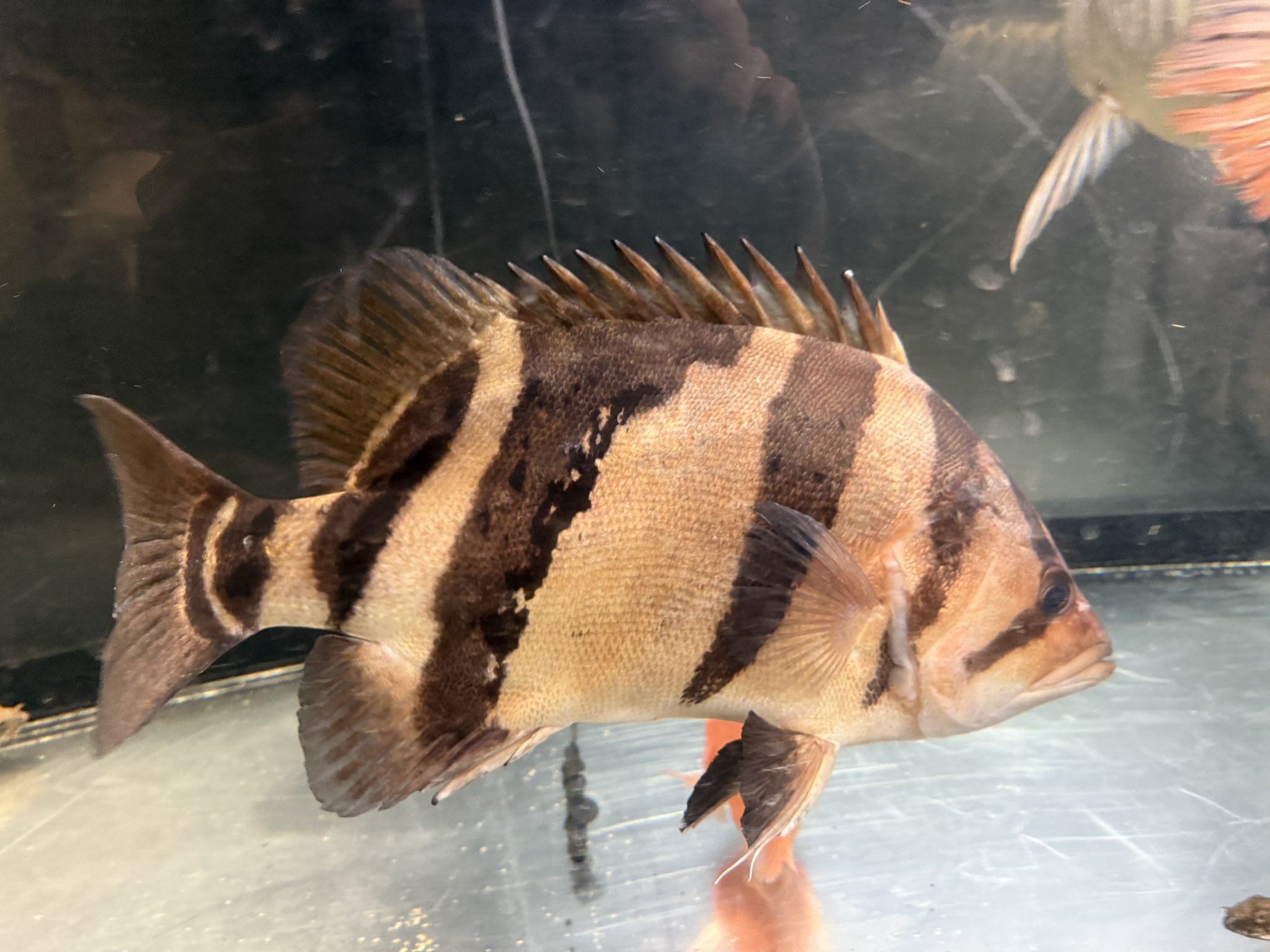 4/3 入荷魚紹介 - 静岡市の熱帯魚専門店（大型魚・古代魚・珍魚