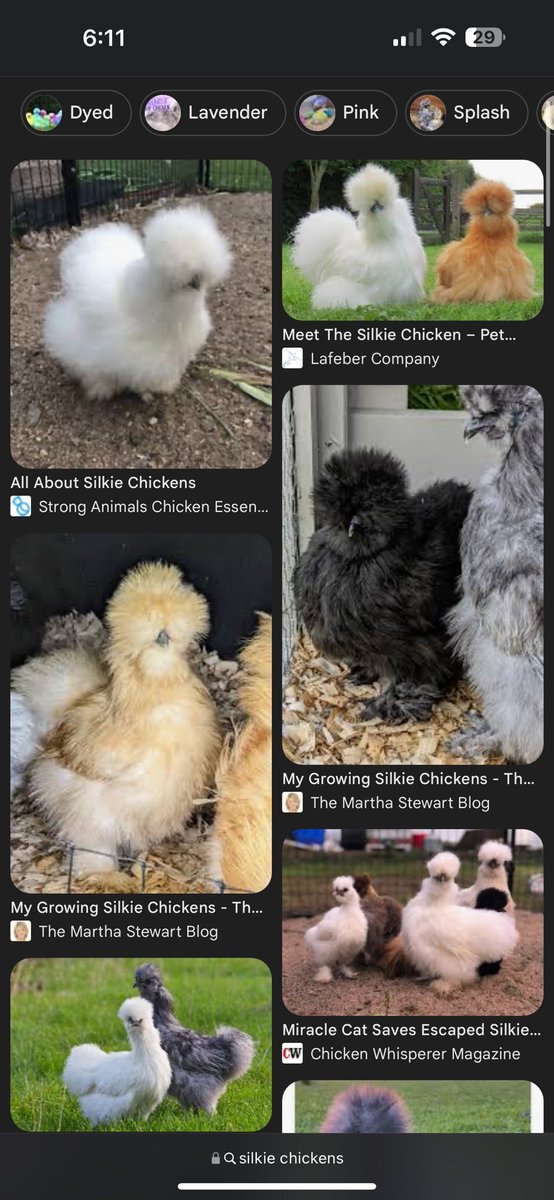 EAZetina's tweet photo. Just learned about silkies and dang they might be just like me. https://t.co/q0BpYlV9Bm