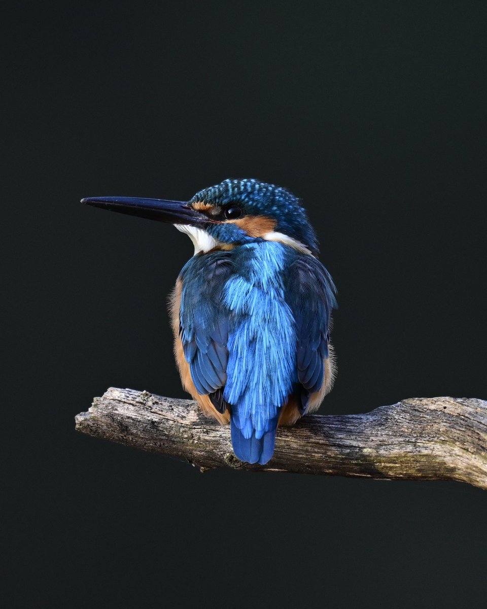 お写真ご確認用です わさび adidas by Kawasaki ZX 8000 (GW3358) | WSS