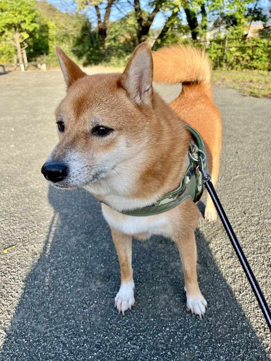 タロン tweet media