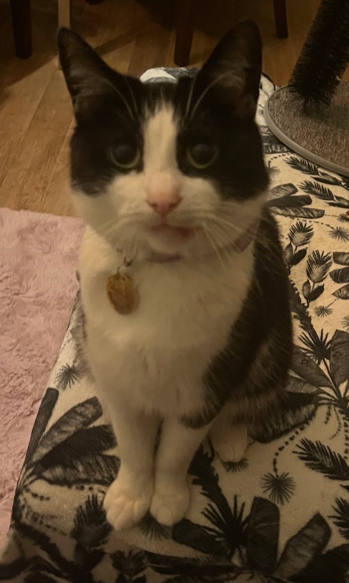 itsallgonethong's tweet photo. Gloria Gaynor has her new collar on and she had a lovely grooming session and is feeling very proud of herself and doing lots of posing. It’s lovely that she’s so comfortable and feeling so proud of herself. https://t.co/gaBg7xErt6