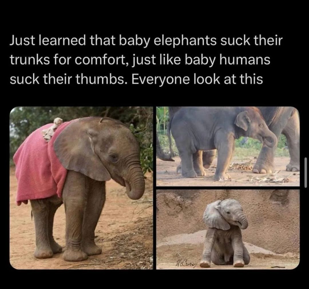 WholesomeMemes (@wholesomememe) on Twitter photo 