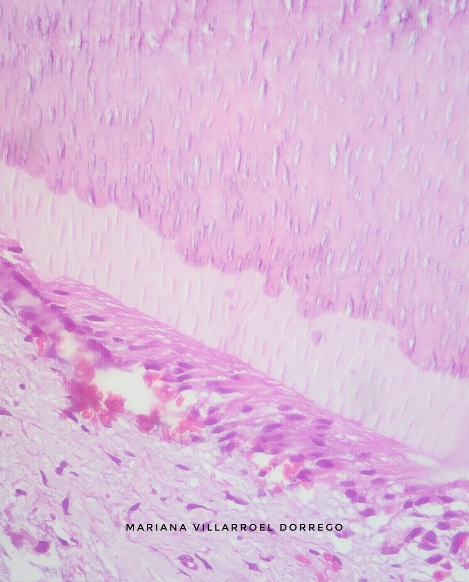 Reportes Villarroel tweet media