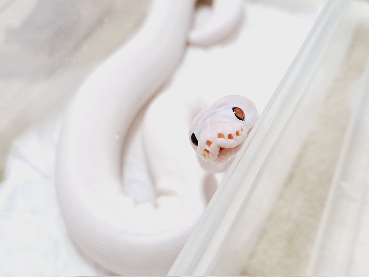 BallPython1207's tweet image. くぅ~可愛い💠
#ボールパイソン
#バナナの家
#爬虫類
#ballpython 
#reptiles