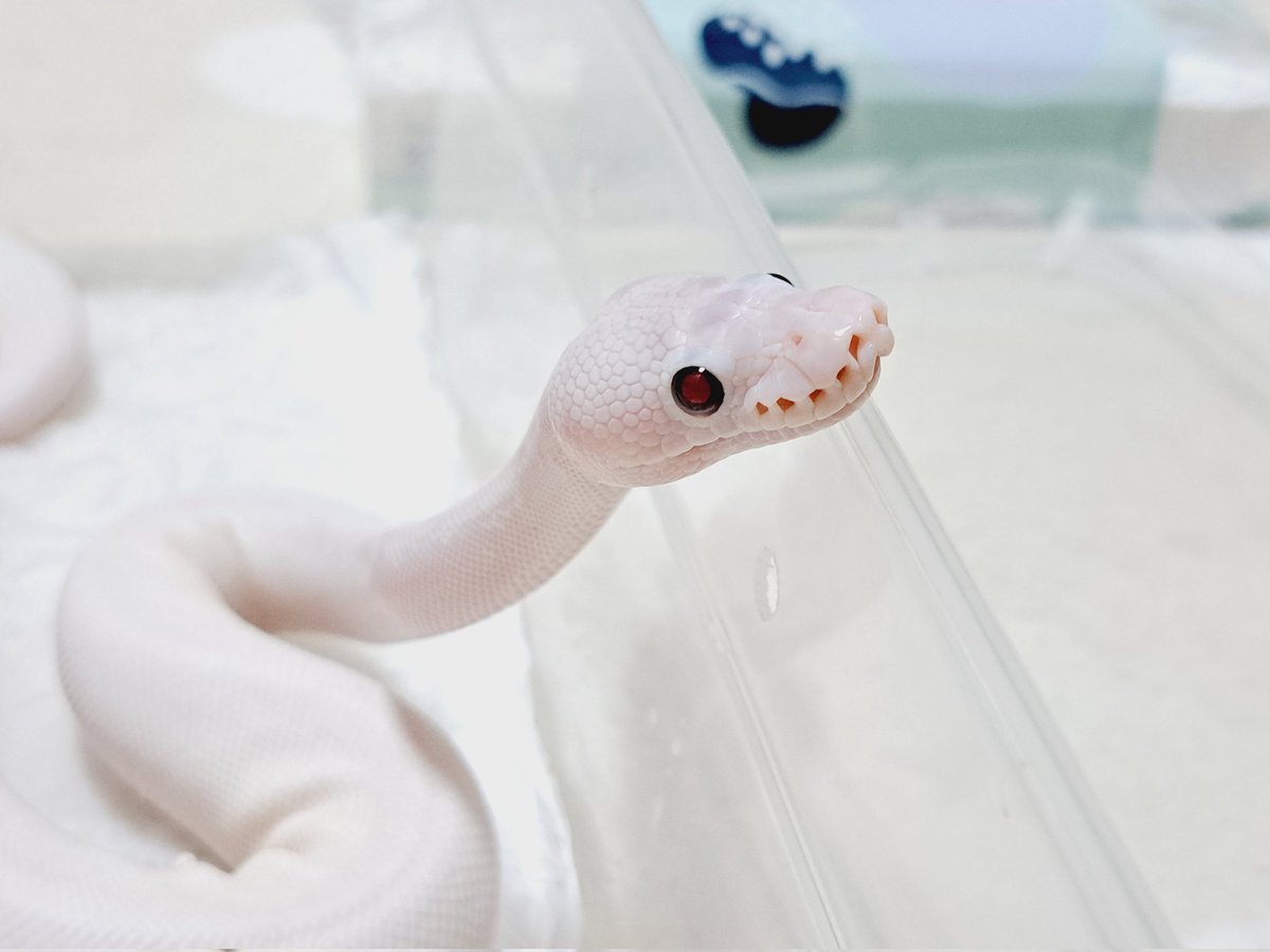 BallPython1207's tweet image. くぅ~可愛い💠
#ボールパイソン
#バナナの家
#爬虫類
#ballpython 
#reptiles