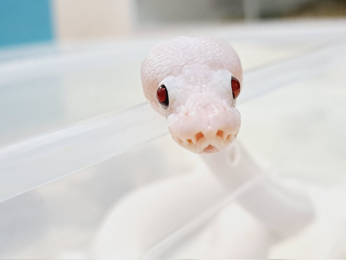 BallPython1207's tweet image. くぅ~可愛い💠
#ボールパイソン
#バナナの家
#爬虫類
#ballpython 
#reptiles