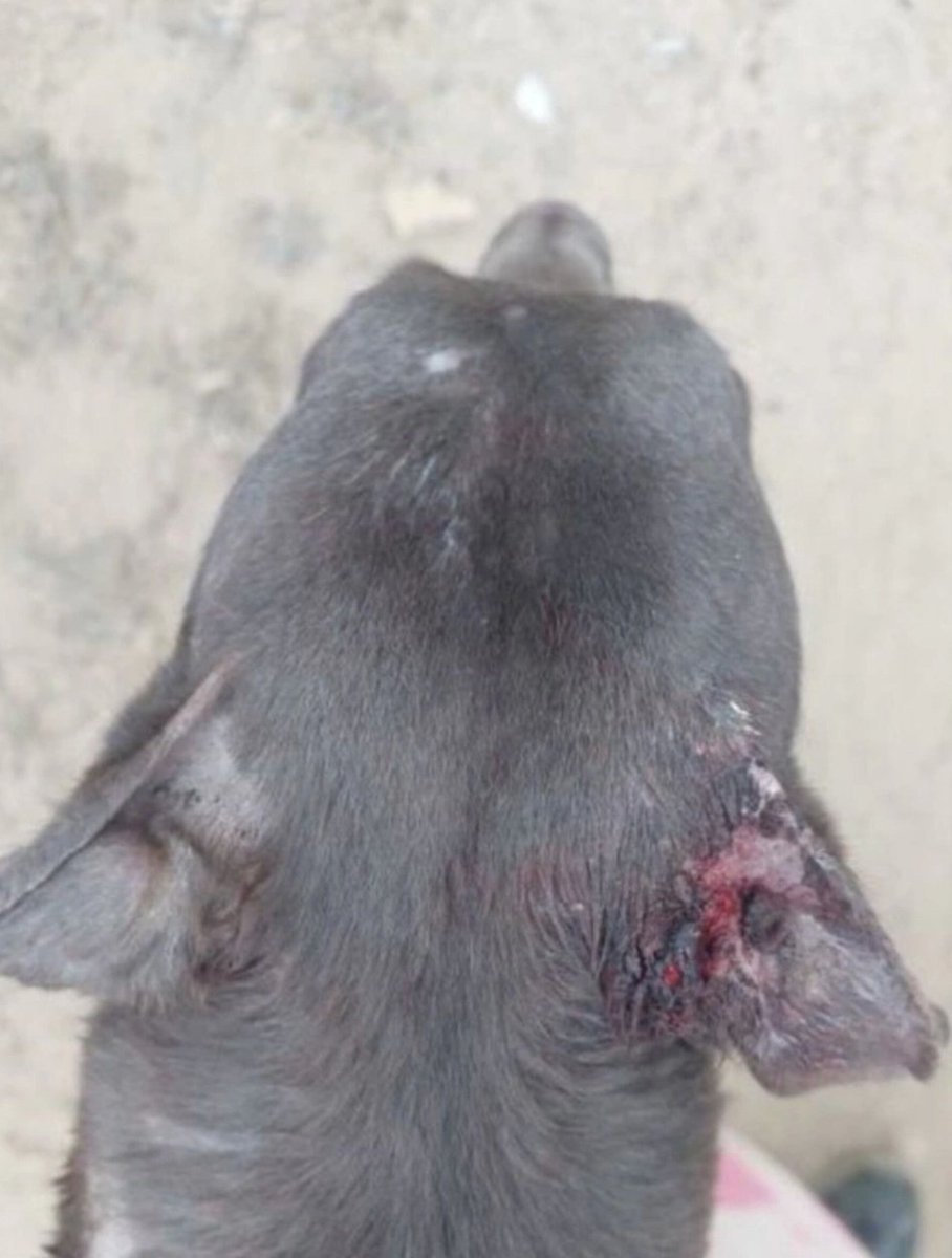 Stop Dog Racing Australia tweet media