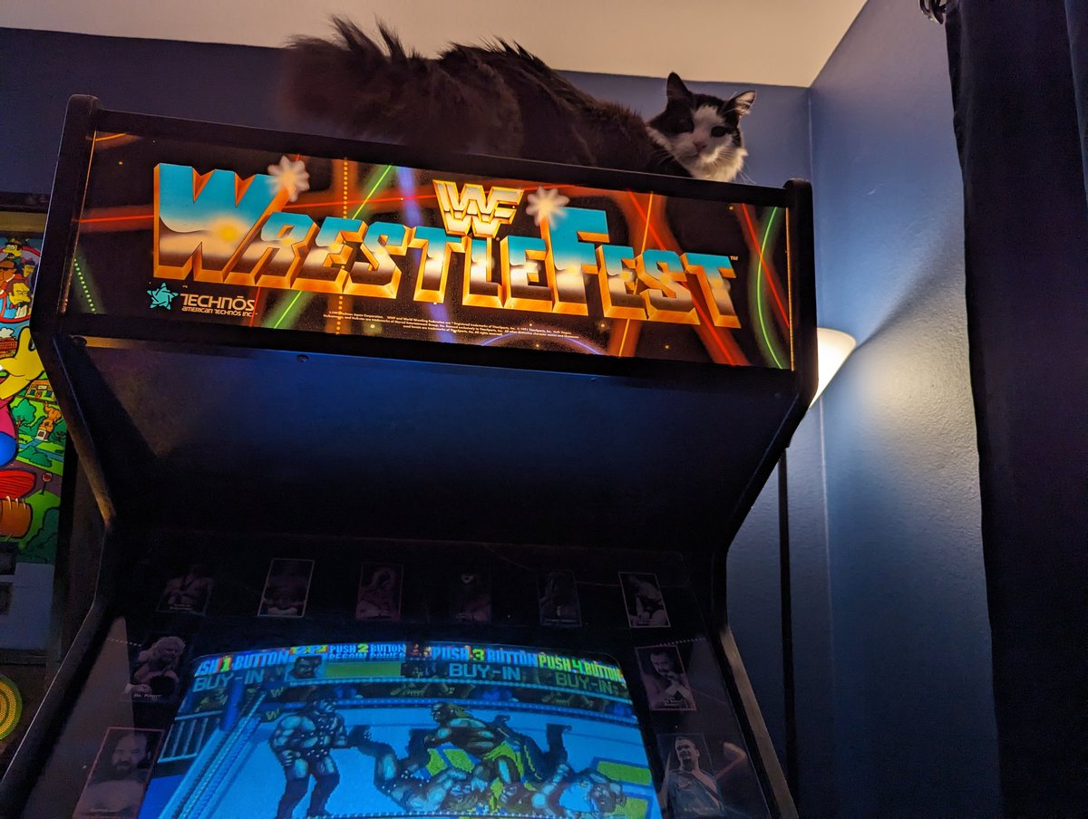 jimvalley's tweet photo. Sherman playing some WrestleFest or at least standing on it. #cats #Caturday #cat https://t.co/p8cBkBtYlg