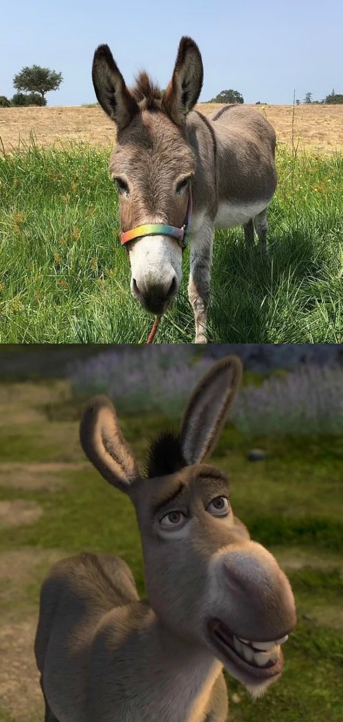 RiseFallNickBck's tweet photo. RIP to Perry the Donkey, the Donkey who served as the model for Donkey in Shrek, he lived to be 30 years old.

You can really see the resemblance too. Thanks for helping give us an awesome character we will never forget, we'll definitely never forget him for it! https://t.co/3iCAZPKClR