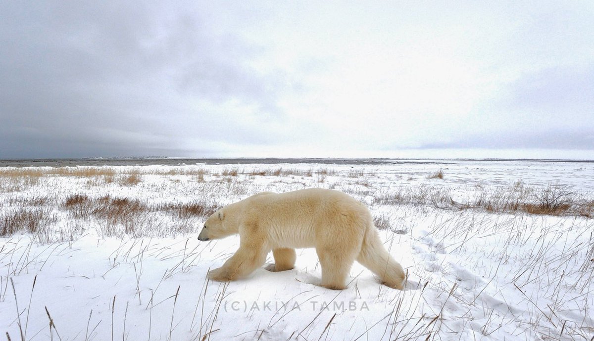 AkiyaTamba's tweet photo. さあ…歩き出そう…
#polarbear #wildlife #savethewildlife #nowar #walk #nature #planetearth #canada #hudsonbay #photography #future #globalwarming #シロクマ #しろくま #ホッキョクグマ #未来へ #地球温暖化 #人間至上主義にはうんざりだ #戦争反対 https://t.co/arucGUuYF8