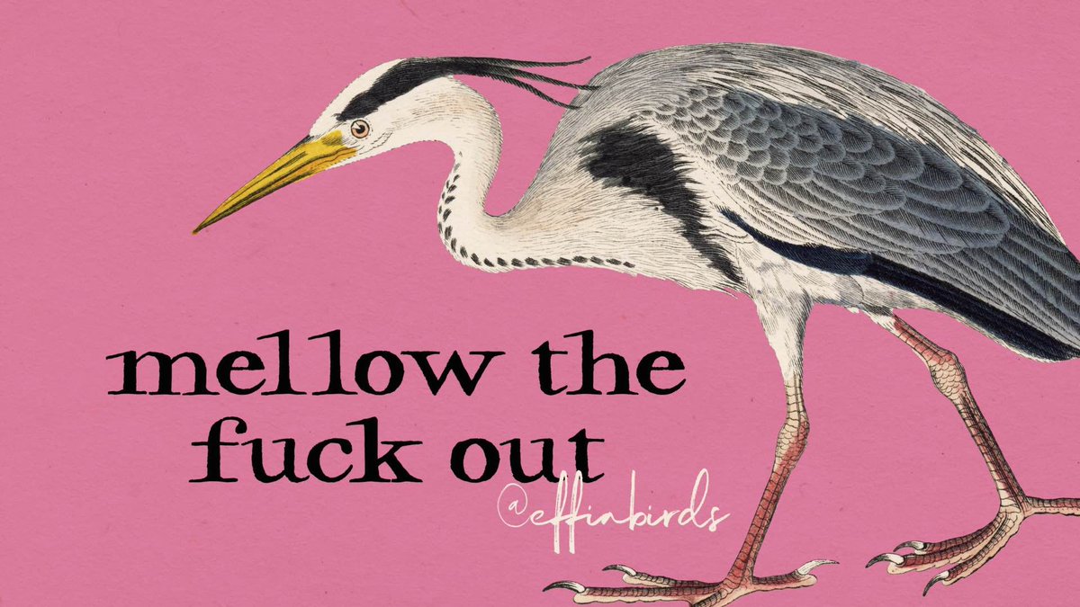 EffinBirds's tweet photo. https://t.co/SS7fteygrg