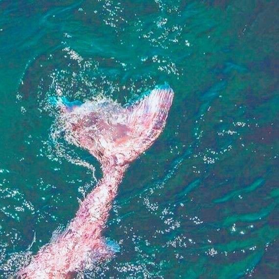 sparklecat202's tweet photo. .ೃ࿔*:𓇼 create your life as a mermaid princess!

an interactive thread 🔱🫧🧜🏻‍♀️🪸🐚 https://t.co/W98L6feKH8