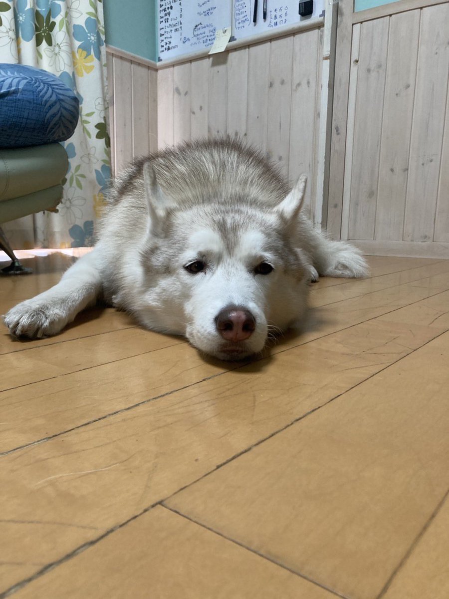 sumomo_2023's tweet photo. お疲れなももかさん😂
何回見ても笑っちゃうw https://t.co/qpifNvFoYW
