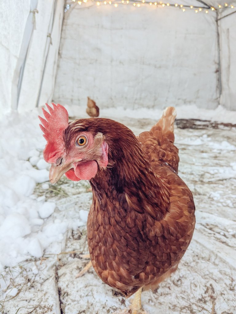 Snow Chicken