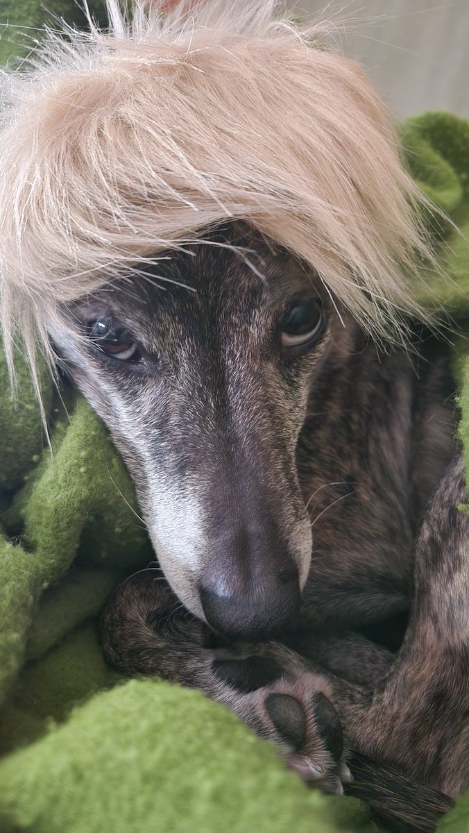 Maxcess8's tweet image. My dog, with his new Trump wig.  Yeah, we need to style it more.