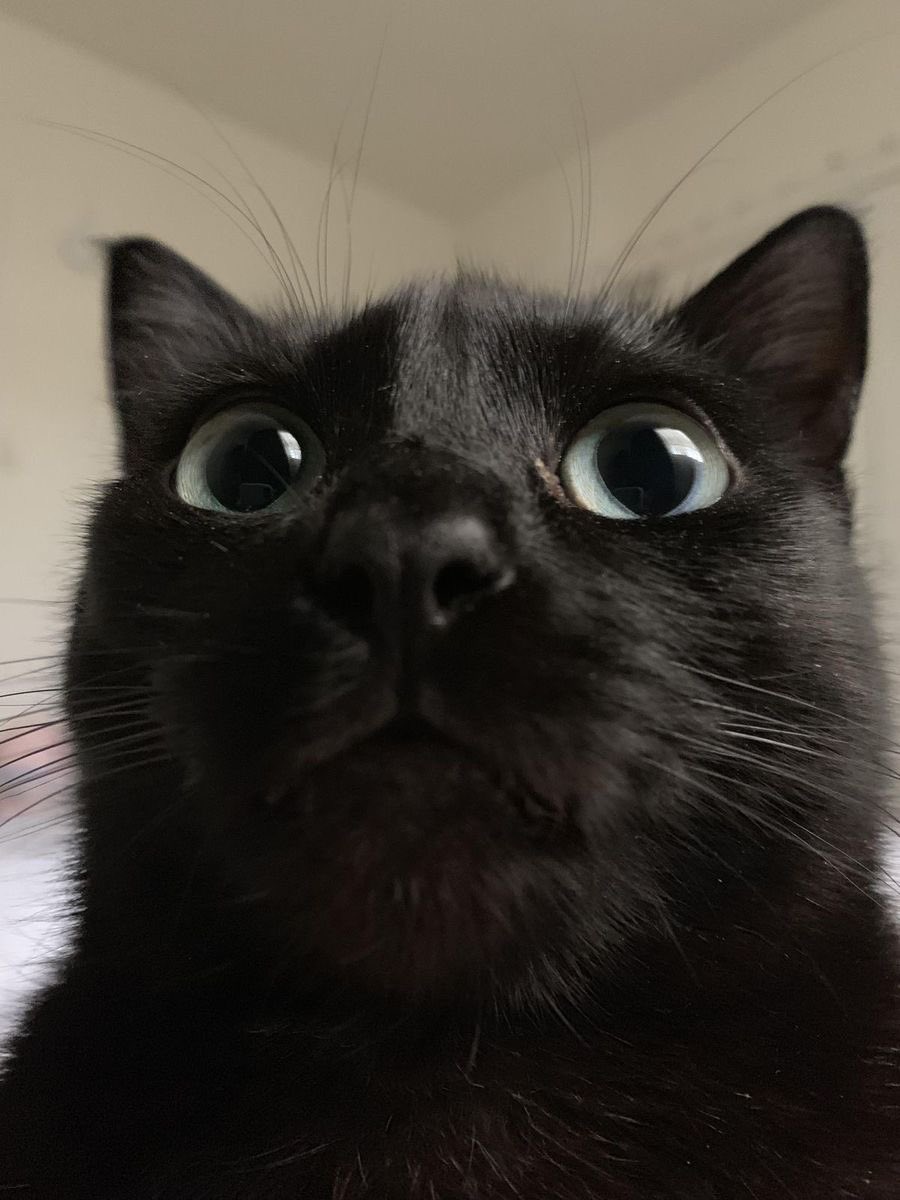 Black cats are not bad luck (@visualscat) on Twitter photo 